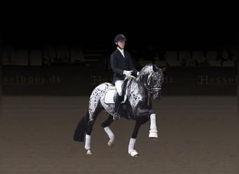Knabstrup, Étalon, 6 Ans, 167 cm