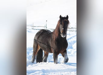 Knabstrup, Étalon, 8 Ans, 156 cm