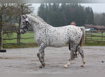 Knabstrup, Étalon, 18 Ans, 155 cm, Léopard