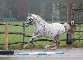 Knabstrup, Étalon, 18 Ans, 155 cm, Léopard