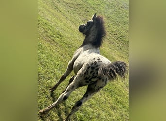 Knabstrup Croisé, Étalon, , 120 cm, Léopard