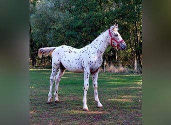 Knabstrup, Étalon, Poulain (04/2023), 149 cm, Léopard