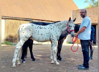 Knabstrup, Étalon, Poulain (04/2023), 149 cm, Léopard