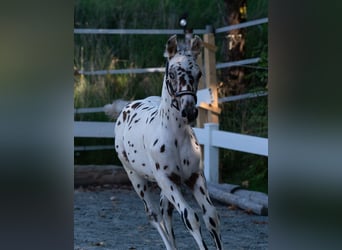 Knabstrup, Étalon, Poulain (06/2023), 150 cm, Léopard