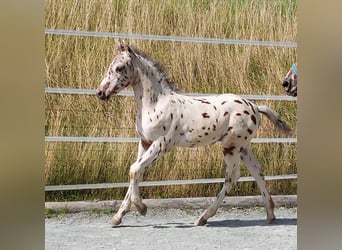 Knabstrup, Étalon, Poulain (06/2023), 150 cm, Léopard