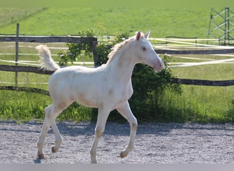 Knabstrup, Étalon, , 160 cm, Léopard