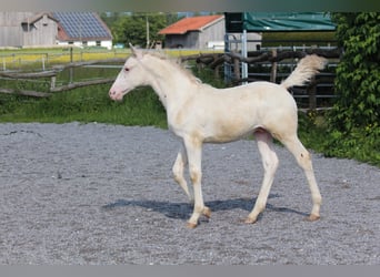 Knabstrup, Étalon, , 160 cm, Léopard