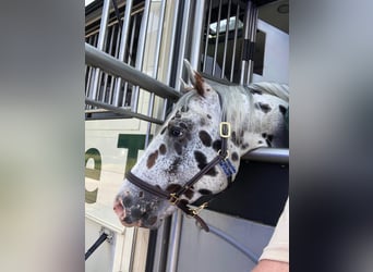 Knabstrup, Gelding, 10 years, 16,1 hh, Leopard-Piebald