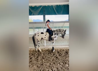 Knabstrup, Gelding, 10 years, 16,1 hh, Leopard-Piebald