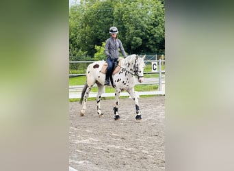 Knabstrup, Gelding, 10 years, 16,1 hh, Leopard-Piebald
