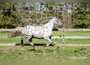 Knabstrup, Gelding, 11 years, 15,2 hh, Leopard-Piebald