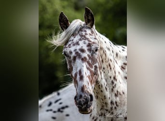 Knabstrup, Gelding, 11 years, 15,2 hh, Leopard-Piebald