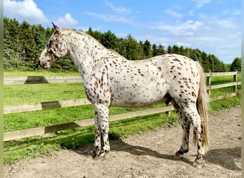 Knabstrup, Gelding, 11 years, 15,2 hh, Leopard-Piebald
