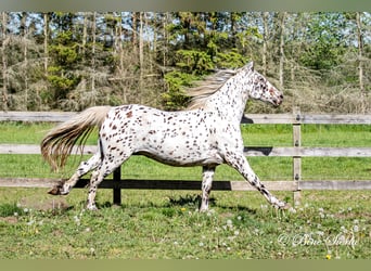 Knabstrup, Gelding, 11 years, 15,2 hh, Leopard-Piebald