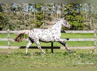Knabstrup, Gelding, 11 years, 15,2 hh, Leopard-Piebald