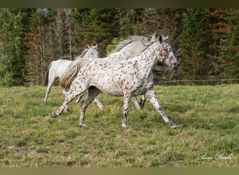 Knabstrup, Gelding, 11 years, 15,2 hh, Leopard-Piebald