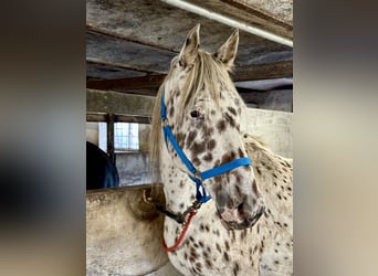 Knabstrup, Gelding, 12 years, 15.2 hh, Leopard-Piebald