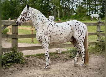 Knabstrup, Gelding, 12 years, 15.2 hh, Leopard-Piebald