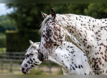 Knabstrup, Gelding, 12 years, 15.3 hh, Leopard-Piebald