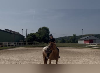 Knabstrup, Gelding, 14 years, 13.2 hh Knabstrup, Gelding, 14 years, 13.2 hh