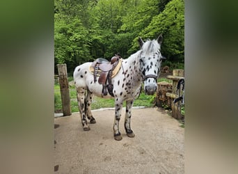 Knabstrup Mix, Gelding, 14 years, 15 hh, Leopard-Piebald