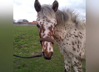 Knabstrup, Gelding, 1 year, 15.1 hh, Leopard-Piebald