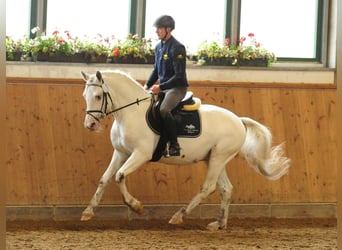 Knabstrup, Gelding, 1 year, 15.1 hh, Leopard-Piebald