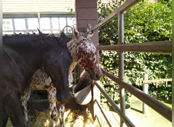 Knabstrupper, Wallach, 1 Jahr, 15,1 hh, Tigerschecke