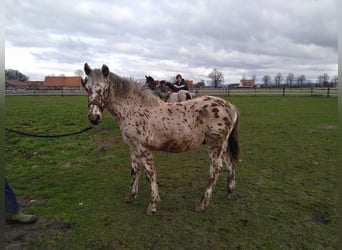 Knabstrup, Gelding, 1 year, 15,1 hh, Leopard-Piebald