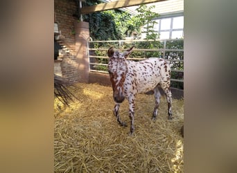 Knabstrupper, Wallach, 1 Jahr, 15,1 hh, Tigerschecke