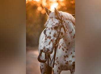 Knabstrup, Gelding, 20 years, 14,3 hh, Leopard-Piebald