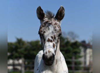 Knabstrup, Gelding, 2 years, Leopard-Piebald