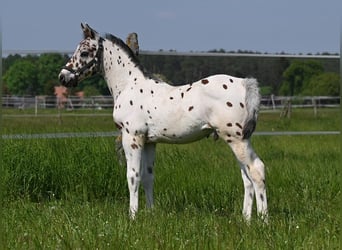 Knabstrup, Gelding, 2 years, Leopard-Piebald