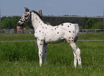 Knabstrup, Gelding, 2 years, Leopard-Piebald