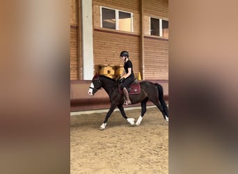 Knabstrup Mix, Gelding, 3 years, 14.1 hh, Black