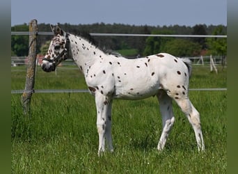Knabstrup, Gelding, 3 years, 15.1 hh, Leopard-Piebald