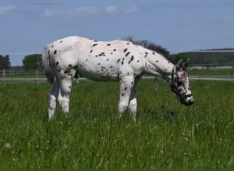 Knabstrup, Gelding, 3 years, 15.1 hh, Leopard-Piebald