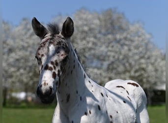 Knabstrup, Gelding, 3 years, 15.1 hh, Leopard-Piebald