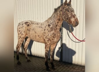 Knabstrup, Gelding, 3 years, 15,2 hh, Leopard-Piebald