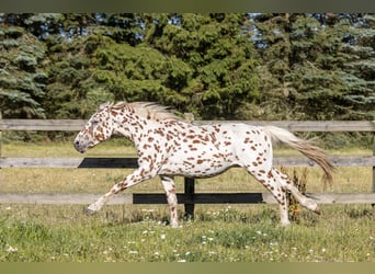 Knabstrup, Gelding, 3 years, 15 hh, Leopard-Piebald