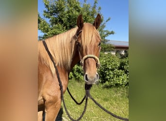 Knabstrup, Gelding, 3 years, 15,1 hh, Chestnut-Red