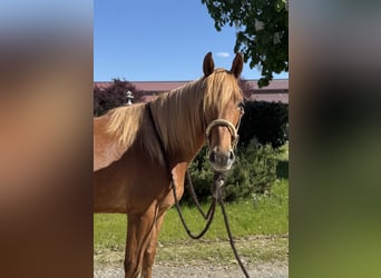 Knabstrup, Gelding, 3 years, 15,1 hh, Chestnut-Red
