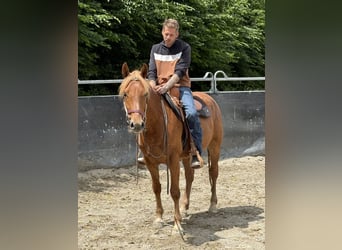 Knabstrup, Gelding, 3 years, 15,1 hh, Chestnut-Red