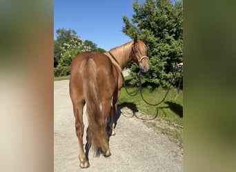 Knabstrup, Gelding, 3 years, 15,1 hh, Chestnut-Red