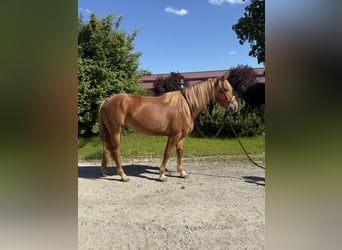 Knabstrup, Gelding, 3 years, 15,1 hh, Chestnut-Red