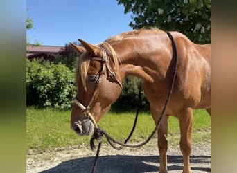 Knabstrup, Gelding, 3 years, 15,1 hh, Chestnut-Red