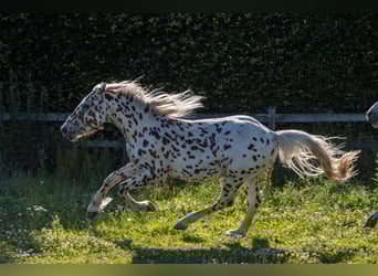 Knabstrup, Gelding, 3 years, 15,1 hh, Leopard-Piebald