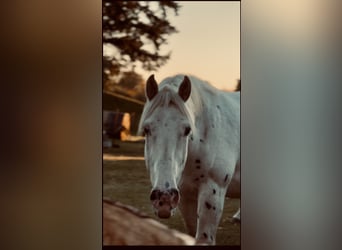 Knabstrup Mix, Gelding, 3 years, 16.2 hh, Grey