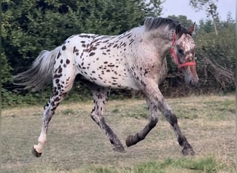 Knabstrup, Gelding, 3 years, 16 hh, Leopard-Piebald