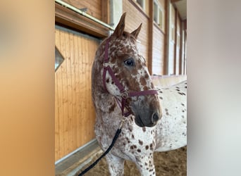 Knabstrup, Gelding, 4 years, 15,2 hh, Leopard-Piebald